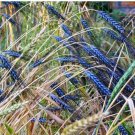 15 Pcs Ornamental Black Knight Wheat Flower Seeds Annual