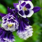 25+ Double Pleated Blue and White Aquilegia Flower Seeds / Perennial