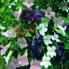 20+ Asarina Mix Flower Seeds / Perennial / Climbing Snapdragon / Long Lasting
