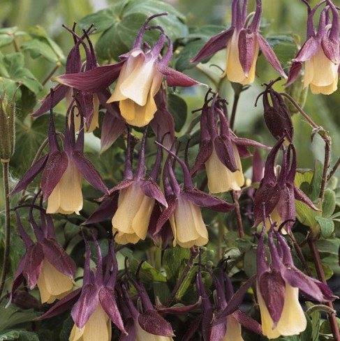 30+ Black Currant Ice Dwarf Aquilegia Flower Seeds / Perennial