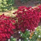 50+ Coleus Wizard Velvet Red Flower Seeds / Long Lasting Shade Loving Annual