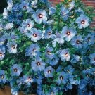15 Pcs Blue Rose of Sharon Hibiscus Flower Seeds / Perennial