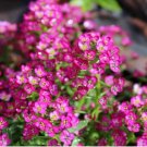 60 Pcs Pink Alyssum Perennial Flower Seeds Mix / Ground Cover