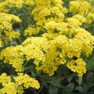 60 Pcs Yellow Alyssum Perennial Flower Seeds / Ground Cover