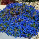 60 Pcs Wonderland Blue Alyssum Perennial Flower Seeds Mix / Ground Cover
