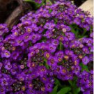 60 Pcs Violet Alyssum Perennial Flower Seeds Mix / Ground Cover