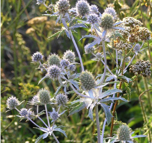 30 Pcs Eryginum Silver Sea Holly Seeds / Fast Growing / Grows Anywhere / Perennial