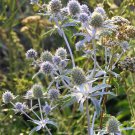 30 Pcs Eryginum Silver Sea Holly Seeds / Fast Growing / Grows Anywhere / Perennial