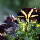 50 PC Black Yellow Petunia Seeds, Black Petunia Seeds, Petunia Grandiflora Seeds, Easy Wave Yellow P