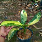 Aglonema Dieffenbachia Commander Variegated - Medium Size Plant - Gift