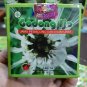 10 Boxes Godong Ijo Herbs Capssules For Gout, Aches and Pains