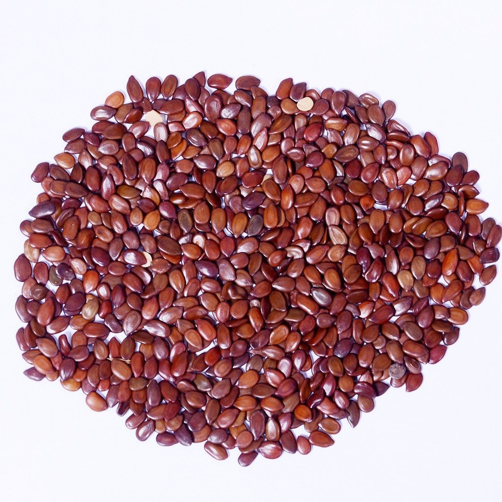 seeds- Subabul seed (Leucaena leucocephala seeds) -Pack of 100 g