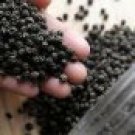 Black Tellicherry Peppercorns Worldwide (Enjoy Taste) 100 GRAMS Fast Shippi