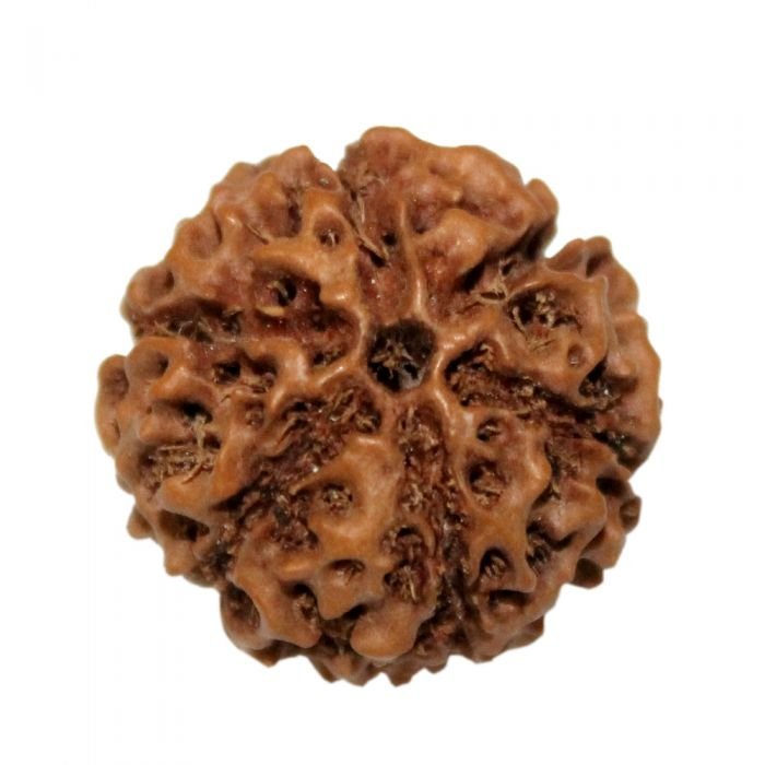 6 Mukhi Java Collector Buy Online in USA/UK/Europe