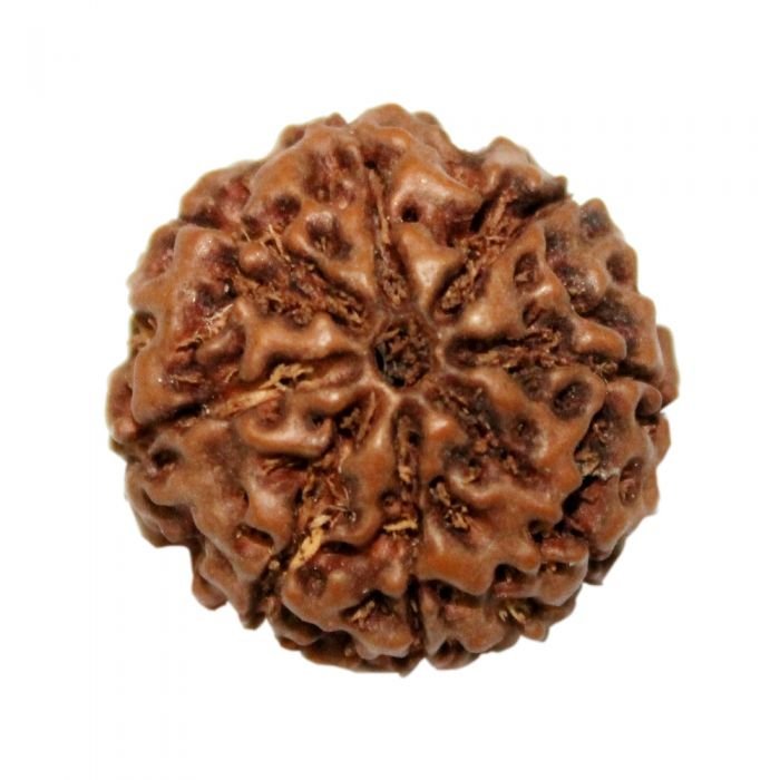 Vedic Vaani 8 Mukhi Java Collector