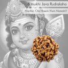 6 mukhi Java rudraksha Online Store in USA/UK/Europe