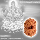 12 Mukhi Java Rudraksha Online Store in USA/UK/Europe