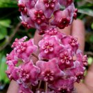 Hoya Excavata sp wonorejo