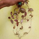 Hoya GPS 7240 / Varian Hoya Sigiilatis borneo daun kecil