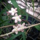 Hoya Latifolia