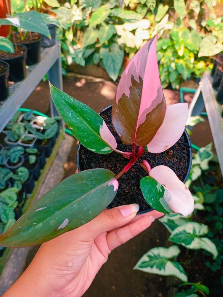 Philodendron Marble Galaxy Pink Princess Rare Live House Plant - In 3" Pot