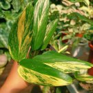 Monstera standleyana yellow variegata