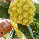 Hoya no id Sp Mamasa (Rare, stok terbatas)