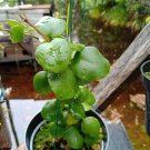 Rare Hoya mini no id Sp Buntok, Borneo.(Stok terbatas)