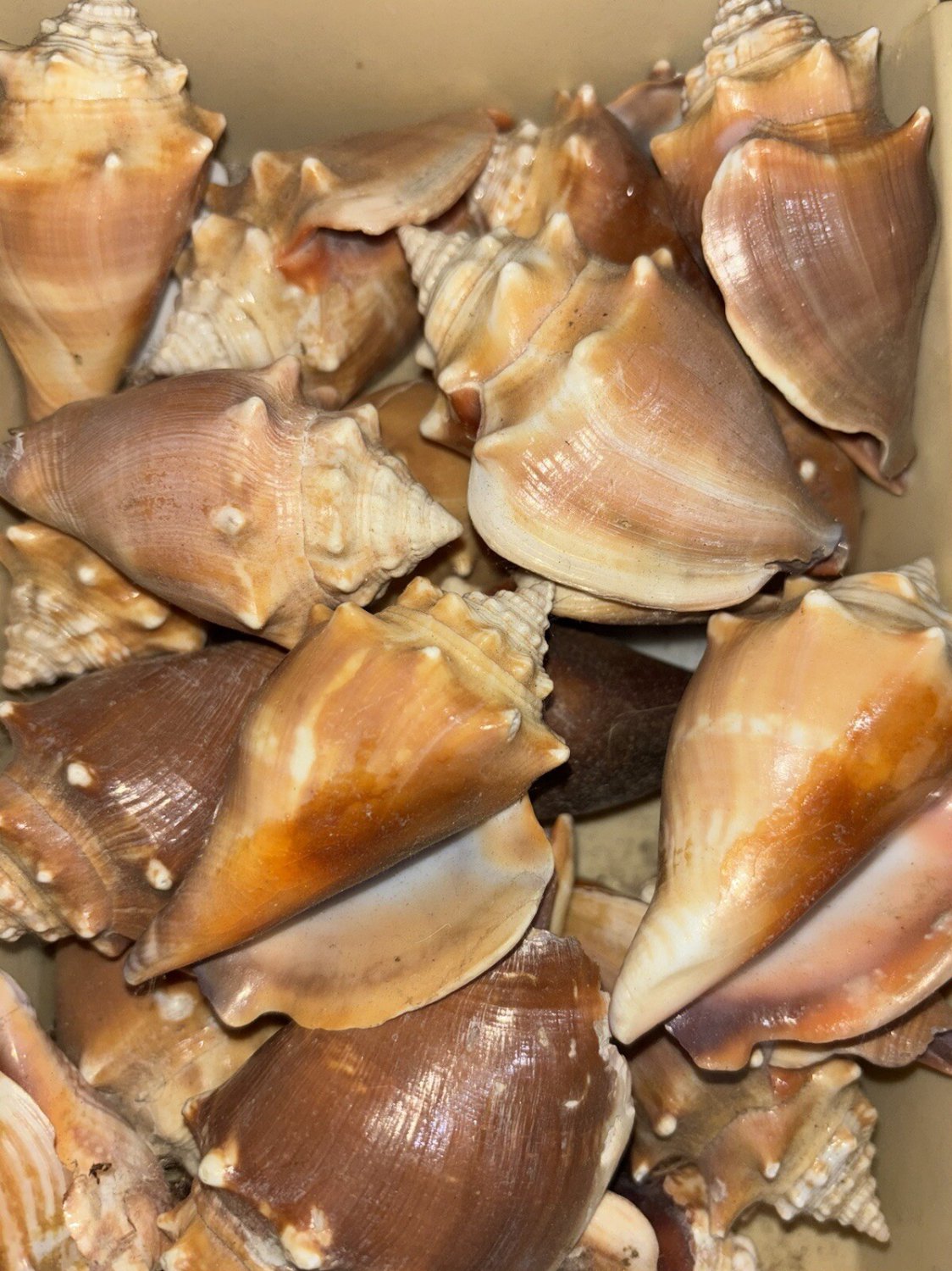 22 Florida Fighting Conch Seashells Hand Picked Washed & Polished Sanibel Island