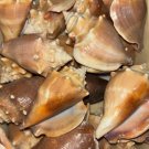 22 Florida Fighting Conch Seashells Hand Picked Washed & Polished Sanibel Island