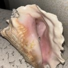 Vintage 1960s Large Queen Conch Pink Aprox  7" Beach Decor Nautical Theme