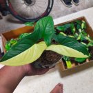 Stek Syngonium Podophyllum Albo Variegata