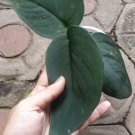 wholesale 10 pcs,,,,,Jade Satin Scindapsus'' free shipping''