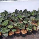 wholesale 12 pcs,,,,,anthurium crystallium ,, free shipping