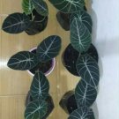wholesale 12 pcs,,,,,alokasia black velevet,-FREE Phytosanitary Certifate-free shipping
