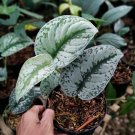 wholesale 10x,,,scindapsus silver splash ,, free shipping