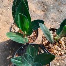 wholesale 10 pcs,,,,scindapsus treubi dark form free shipping