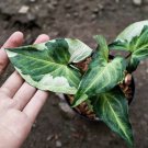wholesale 12x,,,Syngonium Tree King ,, free shipping