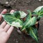 wholesale 12x,,,Syngonium Tree King ,, free shipping