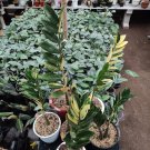 Zamia Culcas Variegated + Phytosanitary Certificate Ship By DHL Express