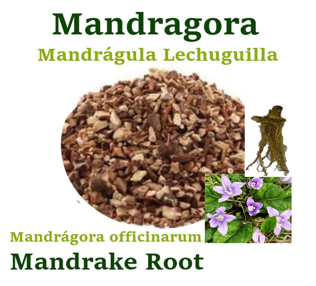 Mandragora Mandragula 2 oz Mandrake root Mandr&Atilde;&iexcl;gora officinarum Devils Apple