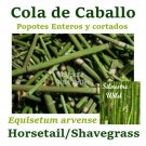 COLA DE CABALLO ½ oz. ENTERO Hierbas HORSETAIL SHAVEGRASS Herb teas Herbal