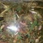 Higadosan higado compuesto de hierbas 3 oz hepatic liver system herbal tea boldo