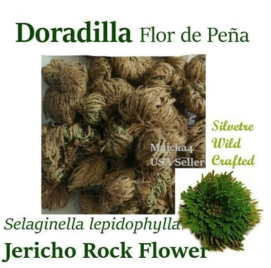DORADILLA FLOR DE PE&Atilde;�A &Acirc;&frac12; oz Ressurection Frotswort Jericho Rock Flower