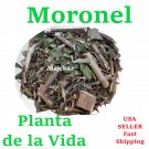 Moronel Planta de la vida 1 oz Moronel