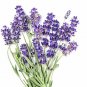 Lavanda Flor Alhucema ½ oz. Hierbas Mexicanas Lavender Flower herb tea