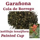 GARAÑONA Garanona Cola de Borrego 6 BOLSAS 4oz Painted Cup Castilleja tenuiflora