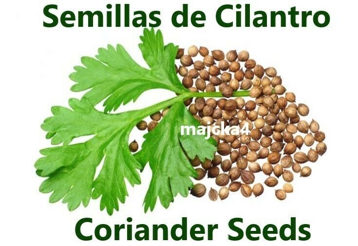 Cilantro semillas 7 oz Hierbas de Mexico 6 pack Coriander cilantro  seed Herbal