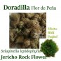 DORADILLA FLOR DE PE&Atilde;�A 3 LIBRA Ressurection Frotswort Jericho Rock Flower