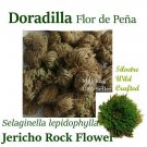 DORADILLA FLOR DE PEÑA 10 LBS PRECIOS MAYOREO 10LBS Frotswort Jericho RockFlower
